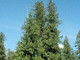 image of red cedar tree
