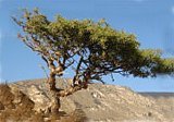  desert myrrh tree