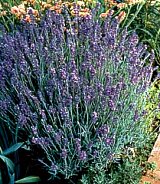 lavender cluster